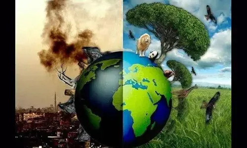 Plant theft is an environmental crime that is often overlooked