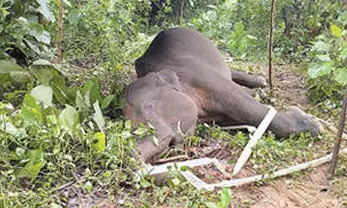 Another elephant electrocuted