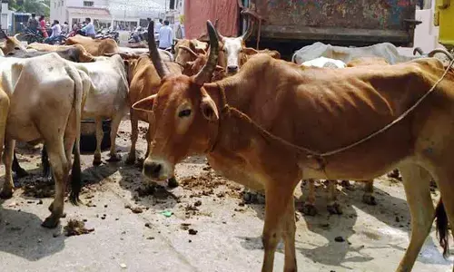 Cattle smuggler held after brief encounter