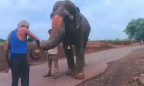 Bombay HC Approves Transfer of Elephant Mahadevi to Gujarat Sanctuary Backed by Anant Ambani’s Radhe Krishna Trust