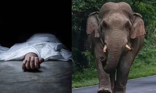 Man trampled to death by wild elephant