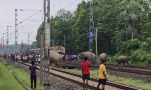 Jharkhand-Bengal elephant corridor turns into jumbo death trap: 7 die in 45 days