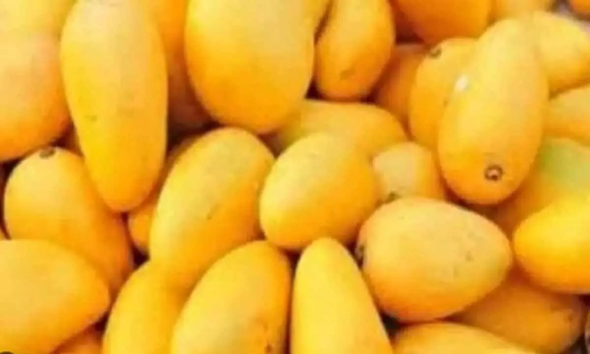 Gujarat mango exports surpass 3,000 MT in five years, Kesar variety in high demand abroad Gujarat mango exports surpass 3,000 MT in five years, Kesar variety in high demand abroad