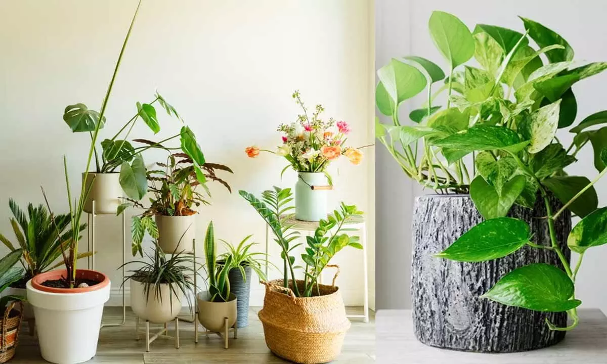 Top Indoor Plants That Naturally Boost Health, Reduce Stress, and Purify the Air