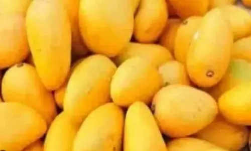 Gujarat mango exports surpass 3,000 MT in five years, Kesar variety in high demand abroad