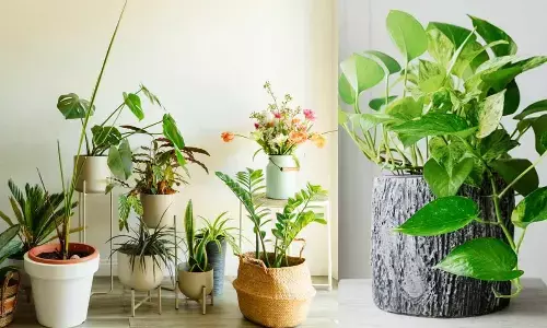Top Indoor Plants That Naturally Boost Health, Reduce Stress, and Purify the Air