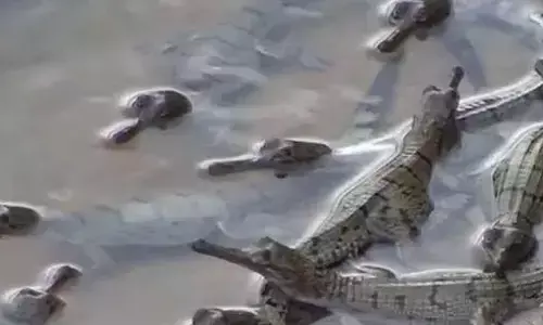 32 gharial hatchlings swept away