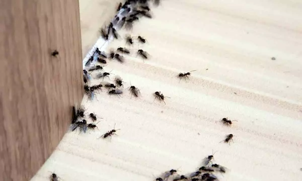 Natural Ways to Keep Insects Away During the Rainy Season Natural Ways to Keep Insects Away During the Rainy Season