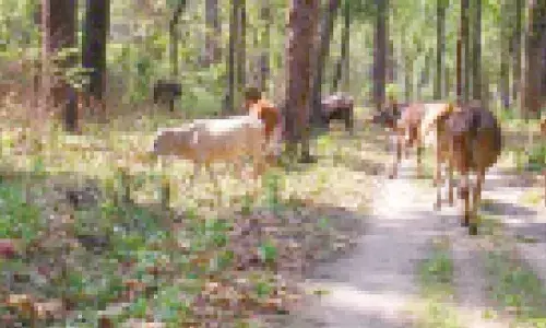 Minister instructs officials to ban cattle grazing in forests