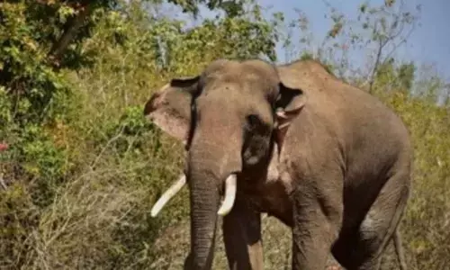 Human-animal conflict: Delay in implementing power fence worries TN farmers