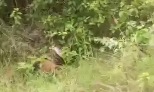 Giant Python Creates Panic Near Jammulamma Temple Stream in Aiza