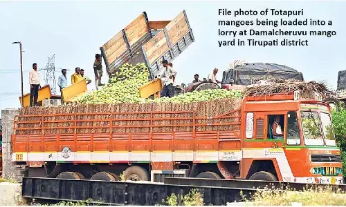 Totapuri mango farmers to get Rs 176 cr subsidy from Centre & state