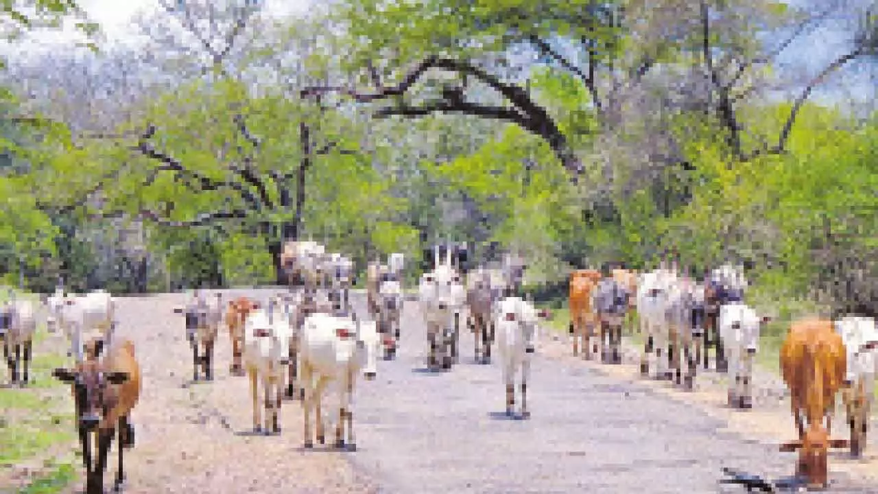 Minister clarifies on banning cattle grazing in forests Minister clarifies on banning cattle grazing in forests