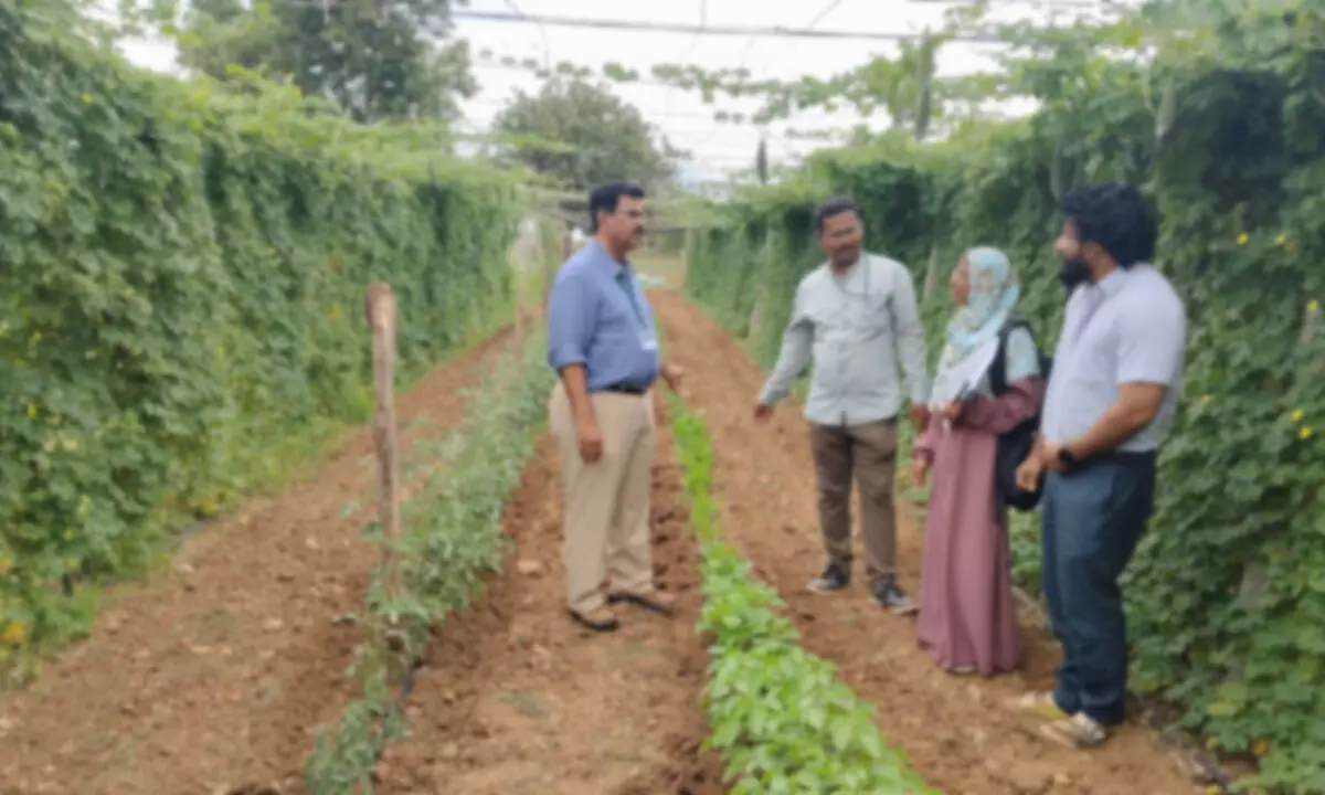District Horticulture Officer Promotes Profitable Vegetable Farming in Mungala Village District Horticulture Officer Promotes Profitable Vegetable Farming in Mungala Village