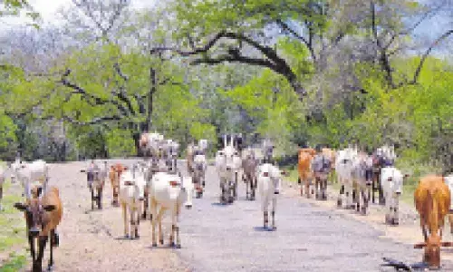 Minister clarifies on banning cattle grazing in forests