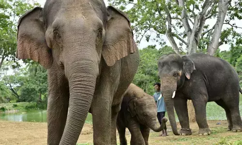 Bannerghatta Park exports elephants to Japan in historic first