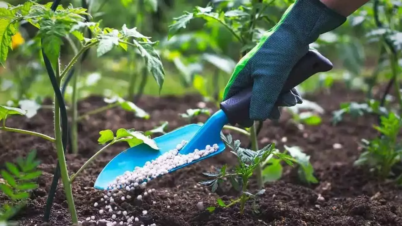 Farmers get Rs 49,330-cr fertiliser subsidy till July 21 Farmers get Rs 49,330-cr fertiliser subsidy till July 21