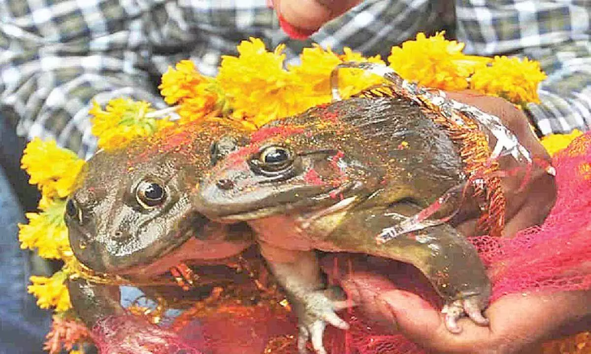 Rain after frog worship makes villagers feel vindicated Rain after frog worship makes villagers feel vindicated