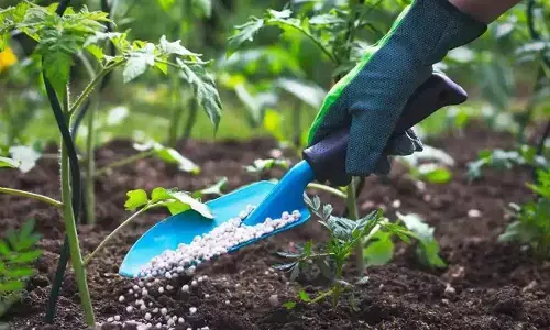 Farmers get Rs 49,330-cr fertiliser subsidy till July 21