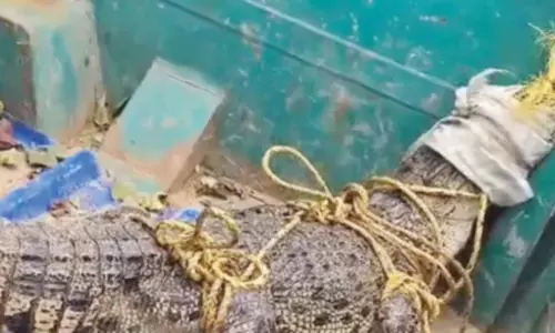 6.3 ft crocodile ventures into village