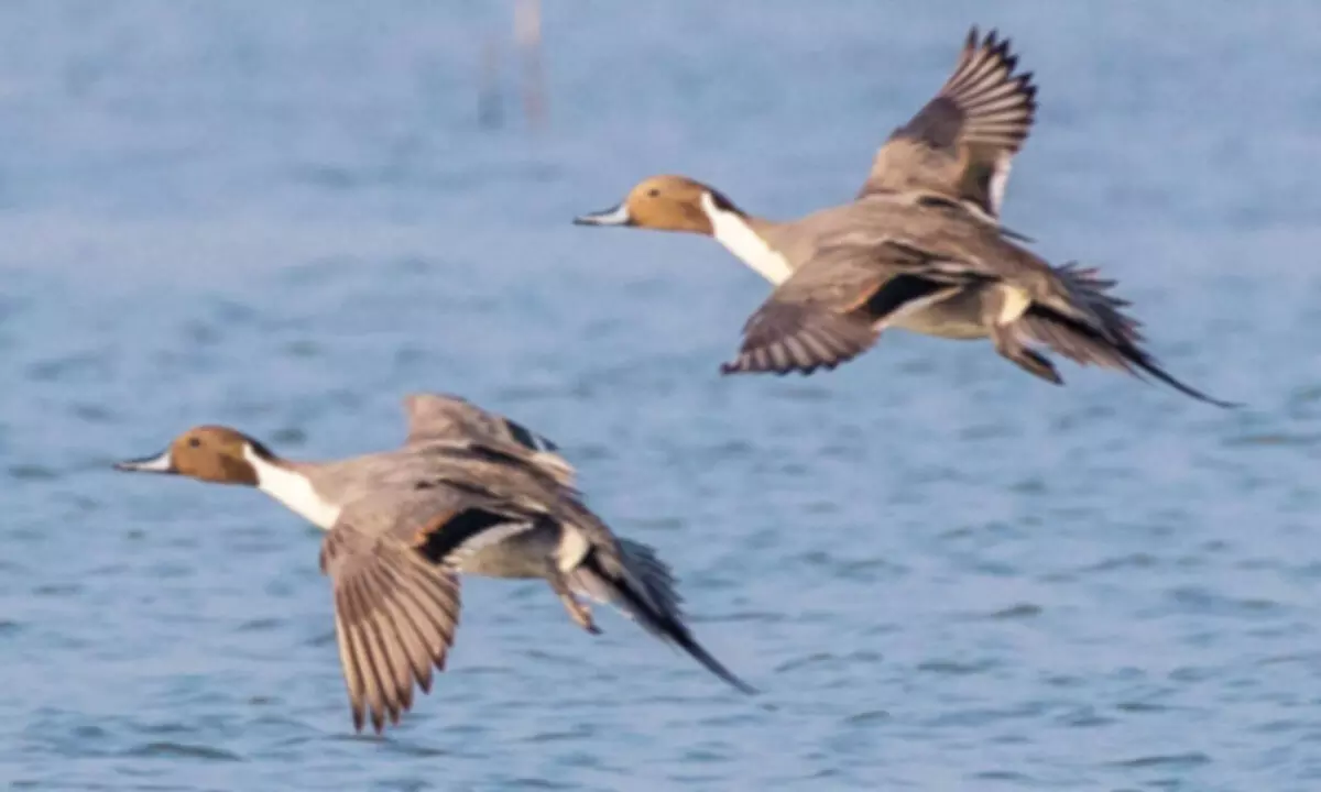 New study reveals rich bird diversity in State New study reveals rich bird diversity in State