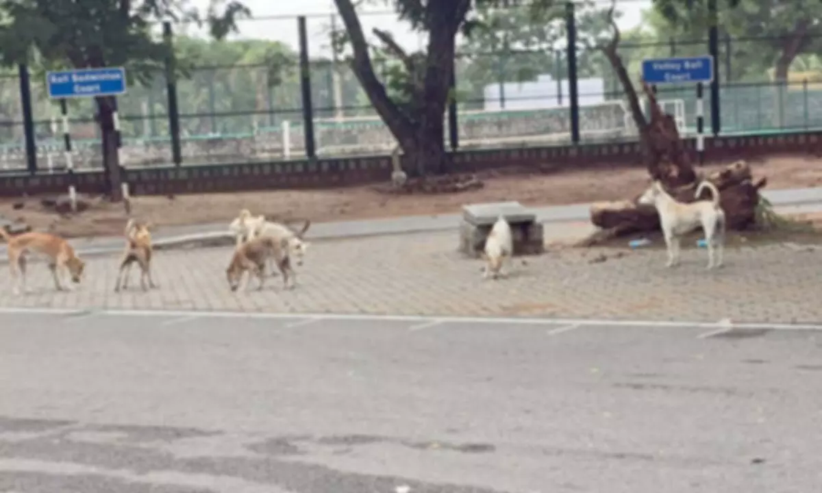 SVU campus: A home for dogs, pigs! SVU campus: A home for dogs, pigs!