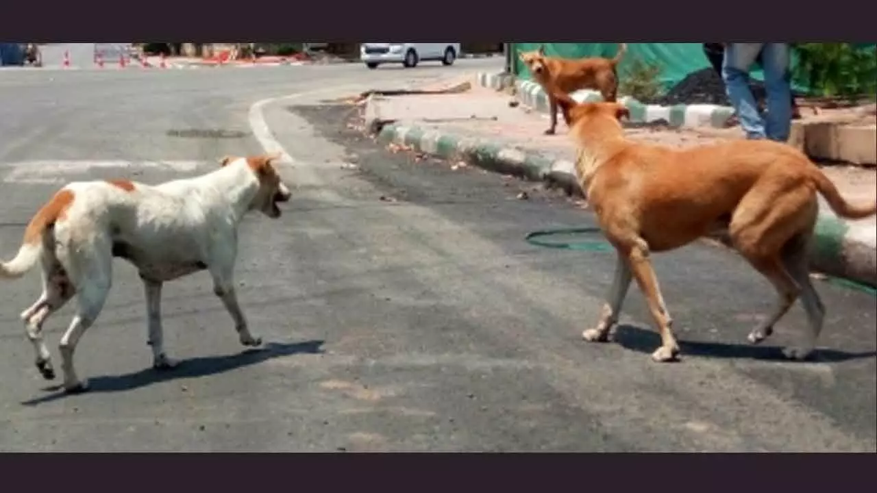 Kerala HC accepts proposal to set up interim committee to curb stray dog attacks