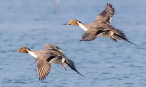 New study reveals rich bird diversity in State