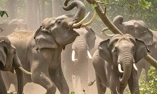 Chittoor farmer killed in elephant attack