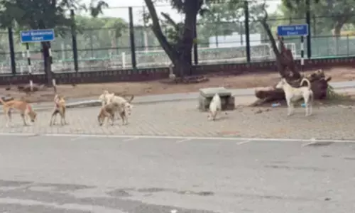 SVU campus: A home for dogs, pigs!