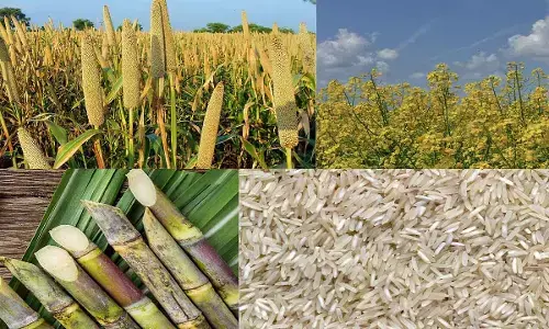 Total area sown under kharif crops in India crosses 829 lakh hectares