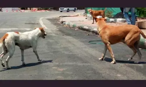 Kerala HC accepts proposal to set up interim committee to curb stray dog attacks