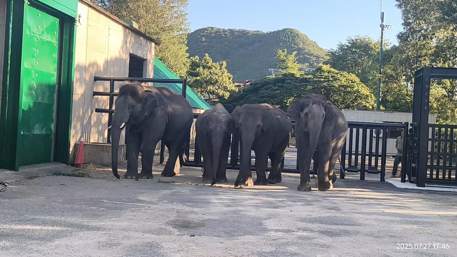Four Elephants from Bannerghatta Biological Park Shifted to Japan in Landmark Wildlife Exchange Four Elephants from Bannerghatta Biological Park Shifted to Japan in Landmark Wildlife Exchange