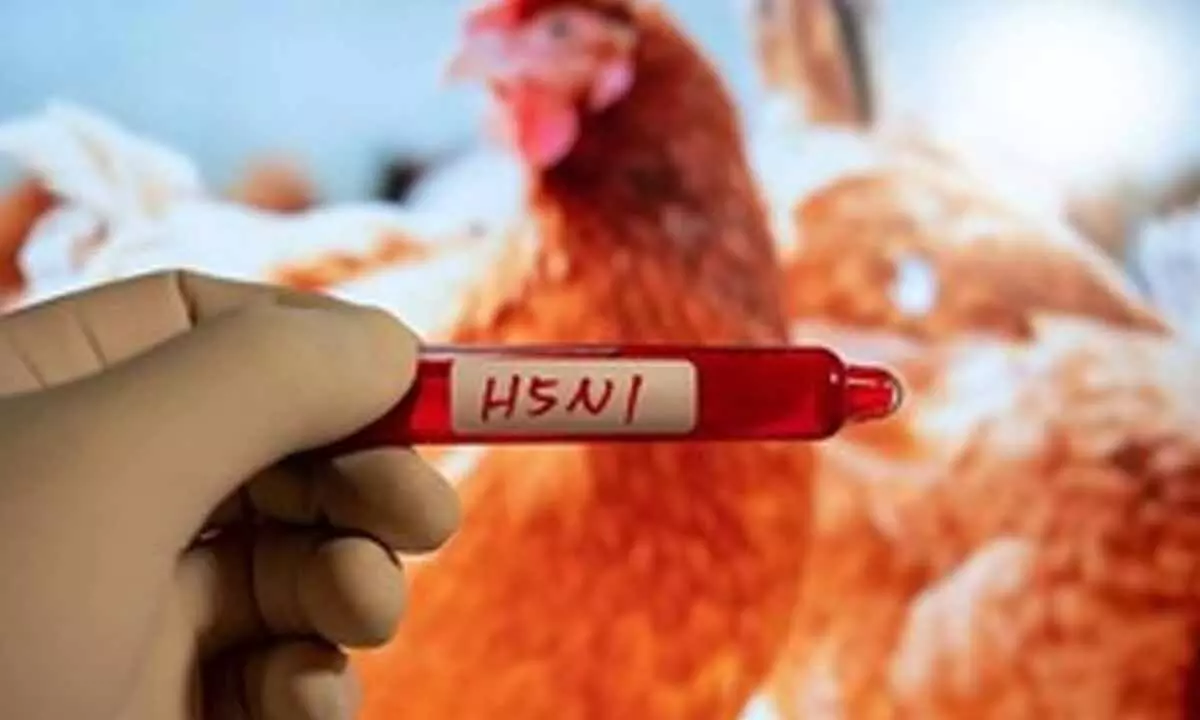 Cambodia reports 14th human case of H5N1 bird flu in 2025