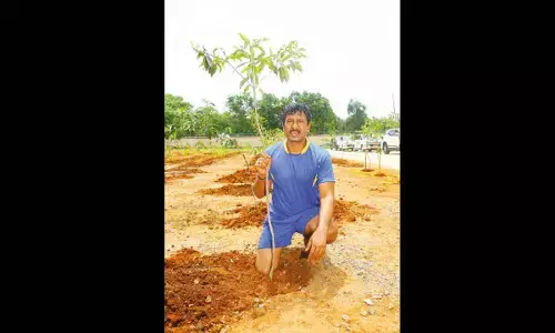 Singareni boss plants 204 saplings of fruit-bearing trees