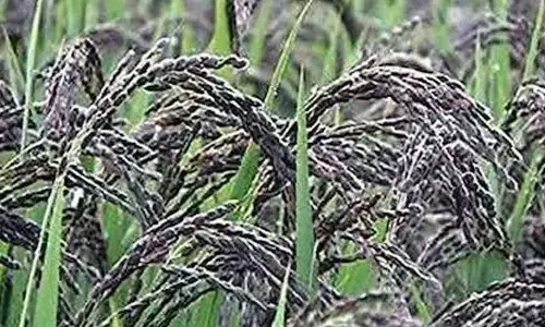 As ‘Karuppu Kavuni’ paddy sees price crash, TN farmers seek govt support