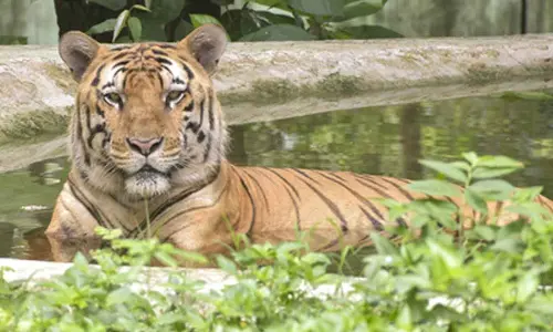 On International Tiger day, TNs Mudumalai Tiger Reserve records 28 pc rise in feline population