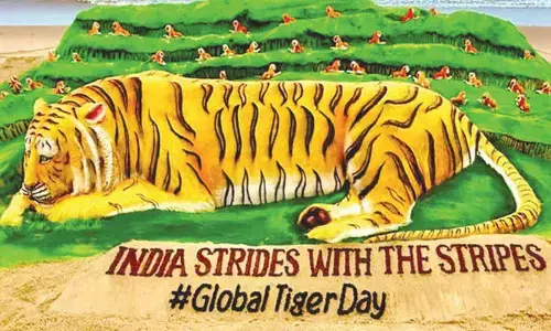 Odisha to introduce tigers in Debrigarh