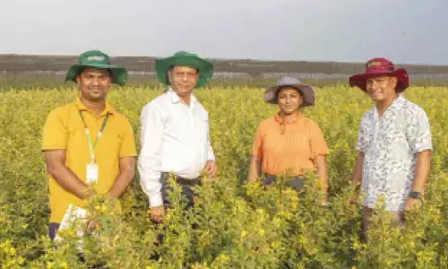 Bagalkot plot, a testing ground for worlds first heat-tolerant pigeonpea