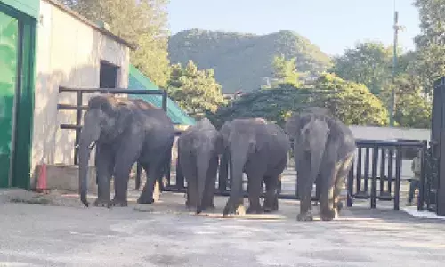 Landmark wildlife exchange: Four elephants from Bannerghatta Biological Park shifted to Japan