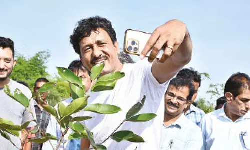 Singareni CMD sets a new record in tree plantation