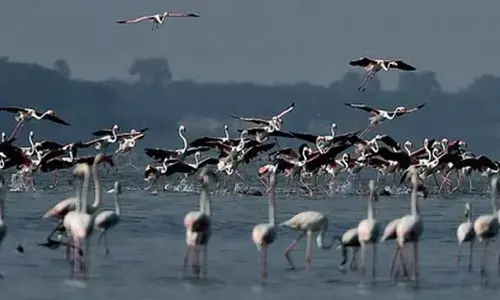 New eco-tourism bird-watching site coming up in TNs Pulicat