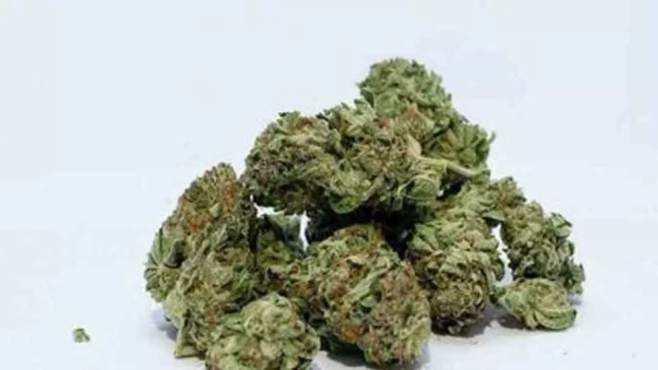 Gadwal Police Nab Three with 1.6 Kg Ganja, Supply Racket Busted