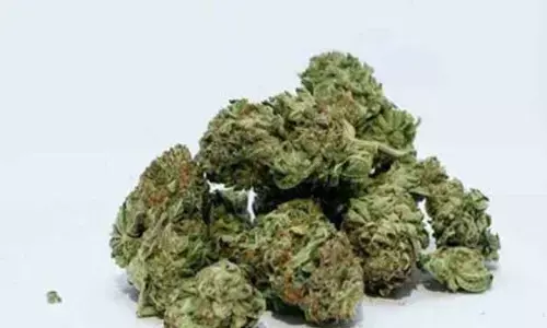 Gadwal Police Nab Three with 1.6 Kg Ganja, Supply Racket Busted