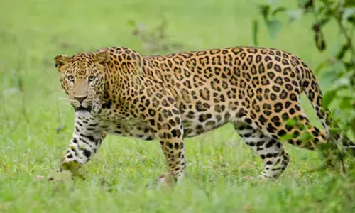 Elusive leopard finally trapped on Hyderabad outskirts