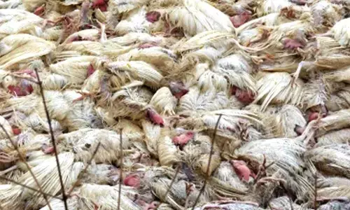 India experienced 41 outbreaks of bird flu in 10 states in 2025: Centre