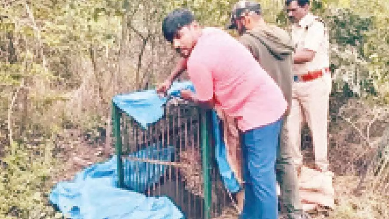 Elusive leopard finally trapped near Gandipet
