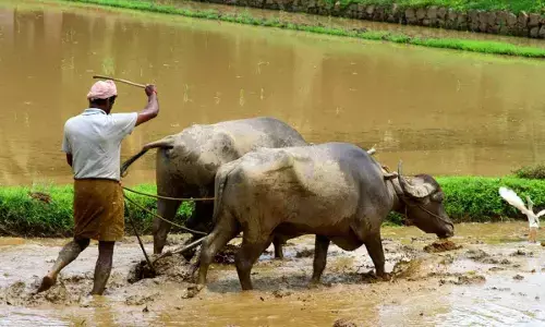 Cabinet clears Rs 6.5K cr outlay for Kisan Yojana