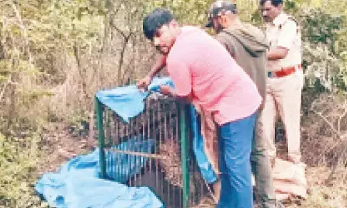 Elusive leopard finally trapped near Gandipet