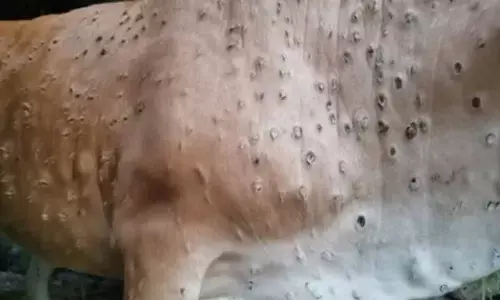 Lumpy Skin Disease reported in 10 states, over 28 cr animals vaccinated: Centre